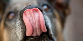 Hersteller ruft Hunde-Snacks wegen Salmonellengefahr zurück Der Hundefutterhersteller Dog's Nature warnt vor Salmonellen in zwei seiner Produkte.