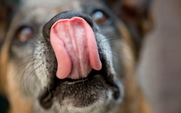 Fressender Hund Der Hundefutterhersteller Dog's Nature warnt vor Salmonellen in zwei seiner Produkte.