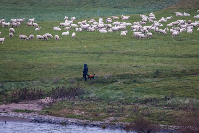 Mildes Winterwetter Es bleibt mild und für die Jahreszeit zu warm in NRW. (Archivbild)
