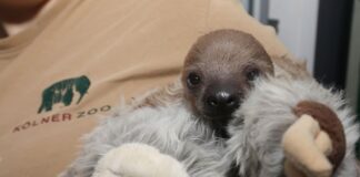 Zoo freut sich über ungewöhnlich quirliges Faultier-Baby Das noch namenlose Faultier-Baby kuschelt mit einem Plüschtier.