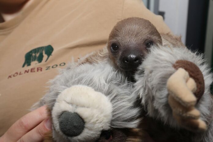 Kölner Zoo freut sich über Faultier-Baby Das noch namenlose Faultier-Baby kuschelt mit einem Plüschtier.