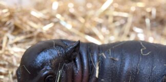 Bedrohte Art: Kleines Flusspferd in Duisburg geboren Zwergflusspferd-Baby «Panya» kuschelt gern im weichen Stroh.