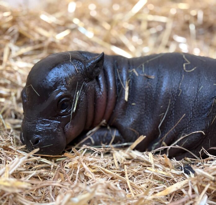 Zwergflusspferd-Baby «Panya» kuschelt gern im weichen Stroh.