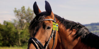 Kreis Mettmann: Reiter benötigen neue Reitplakette für 2026 Für den Ausritt in die Landschaft oder den Wald benötigen Reiter eine gültige Plakette. Foto: Kreis ME