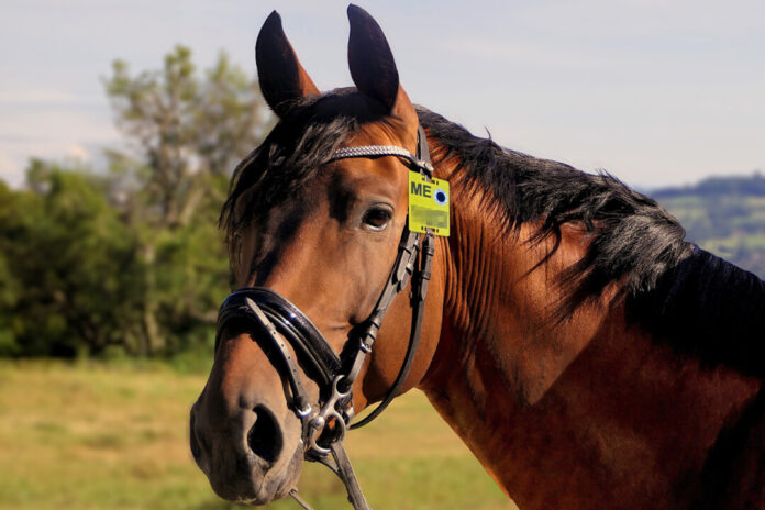 Für den Ausritt in die Landschaft oder den Wald benötigen Reiter eine gültige Plakette. Foto: Kreis ME Für den Ausritt in die Landschaft oder den Wald benötigen Reiter eine gültige Plakette. Foto: Kreis ME