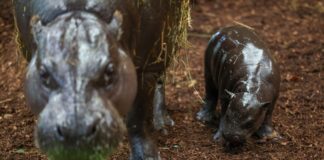 Zwergflusspferde «Panya» und seine Mutter «Ayoka».