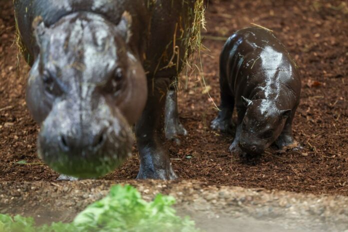 Zwergflusspferde «Panya» und seine Mutter «Ayoka».
