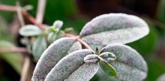 Glatteis und Frost zum Wochenstart in NRW Glatteis und Dauerfrost bestimmen den Wochenstart in NRW. (Symbolfoto)