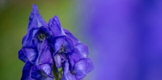 Der Blaue Eisenhut gehört wegen des Stoffs Aconitin zu den giftigsten Pflanzen Europas. (Archivbild)