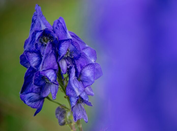 Der Blaue Eisenhut gehört wegen des Stoffs Aconitin zu den giftigsten Pflanzen Europas. (Archivbild)
