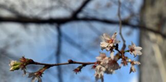 Milder vierter Advent in NRW – Frost in Hochlagen Der Deutsche Wetterdienst erwartet milde Temperaturen zum vierten Advent. (Archivbild)