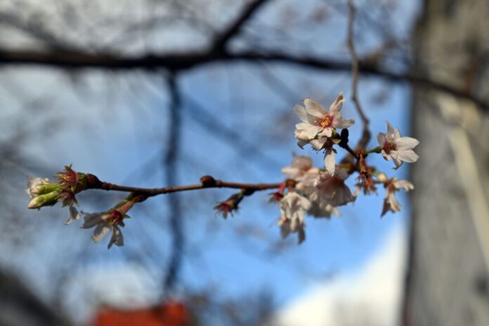Milde Temperaturen in NRW Der Deutsche Wetterdienst erwartet milde Temperaturen zum vierten Advent. (Archivbild)