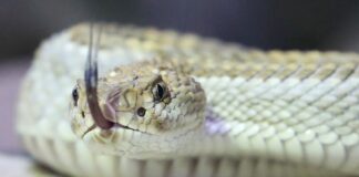 NRW verlängert Verbot für gefährliche Gifttiere dauerhaft Gefährlicher Schlangen, Spinnen und Skorpione dürfen in NRW mit wenigen Ausnahmen nicht privat gehalten werden. (Symbolbild)