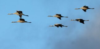 Bisher ausharrende Kraniche entfliehen der Kälte Winterflucht: Tausende Kraniche sind erst jetzt gen Süden losgezogen. (Symbolbild)