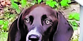 Angsthündin “Nura” seit Jahresanfang in Wülfrath vermisst Wer hat Hündin „Nura“ gesehen? Foto: privat