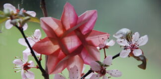 Japanische Papierfaltkunst an der VHS Ratingen lernen Im Origami-Workshop werden auch Blumenblüten aus einem Stück Papier gefertigt. Foto: E. Jensen