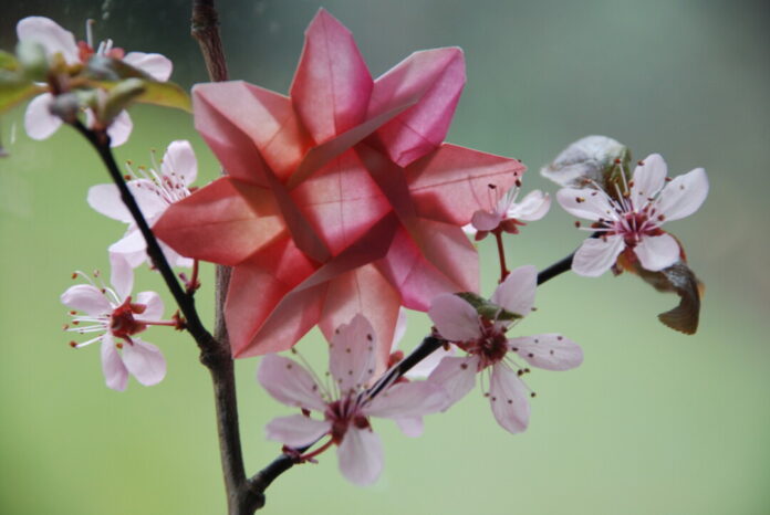 Im Origami-Workshop werden auch Blumenblüten aus einem Stück Papier gefertigt. Foto: E. Jensen Im Origami-Workshop werden auch Blumenblüten aus einem Stück Papier gefertigt. Foto: E. Jensen