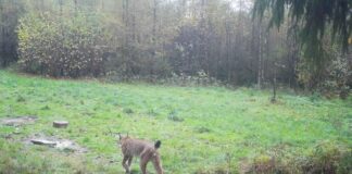 Nach dem Wolf soll auch der Luchs zurückkehren Der BUND NRW und die NRW-Stiftung planen die Wiederansiedlung des Luchses.