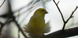 Karabinerhaken im Schnabel – Feuerwehr befreit Kanarienvogel Der kleine Vogel hatte sich in einer unglücklichen Lage befunden - und bekam Hilfe von der Feuerwehr. (Symbolbild)