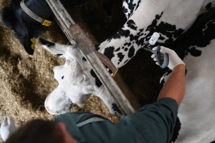 Ausbruch Blauzungenkrankheit Das NRW-Landwirtschaftsministerium rät auch weiterhin zu Impfungen. (Symbolbild)