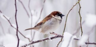 Vögelzählen im Winter – so wird man Mitmach-Forscher Der Haussperling zählte im vergangenen Jahr zu den häufigsten Arten - doch auch er wird seltener. (Archivfoto)