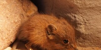 Kurzohrrüsselspringer im Tiergarten Kleve geboren Der kleine Kurzohrrüsselspringer ist der erste Nachwuchs des Jahres im Tiergarten Kleve.