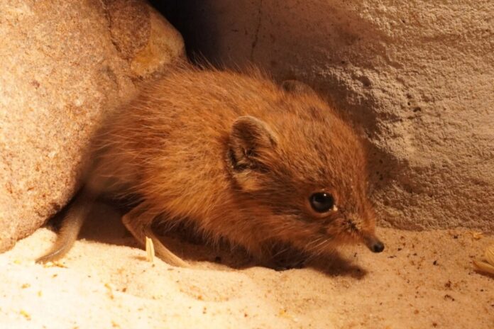 Kurzohrrüsselspringer im Klever Tiergarten geboren Der kleine Kurzohrrüsselspringer ist der erste Nachwuchs des Jahres im Tiergarten Kleve.