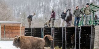 18 Wisente aus Deutschland im Kaukasus ausgewildert Schnell raus aus der Kiste - das Leben in Freiheit ist für die Tiere neu (Handoutbilder).
