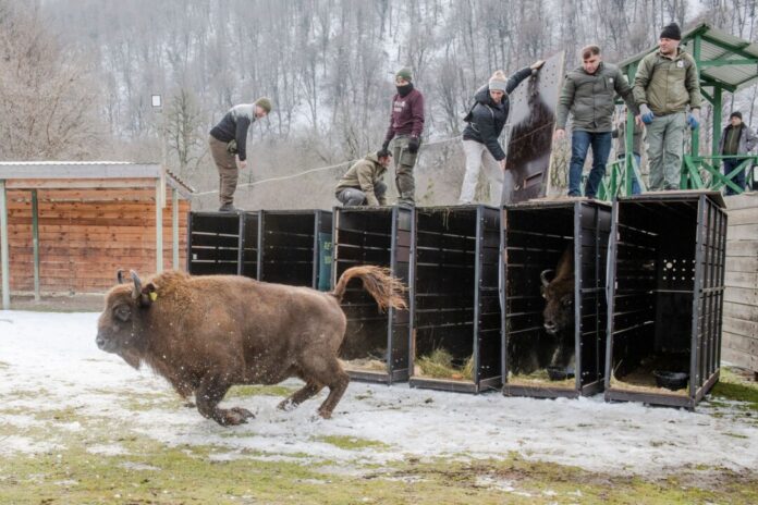 Wisente ausgewildert Schnell raus aus der Kiste - das Leben in Freiheit ist für die Tiere neu (Handoutbilder).