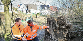Heiligenhaus: 50 Bäume werden gefällt
