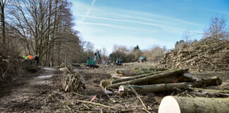 Baumfällungen in Heiligenhaus: Christine-Teusch-Weg wegen 50 kranker Eschen gesperrt