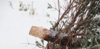 Abholung der Tannenbäume