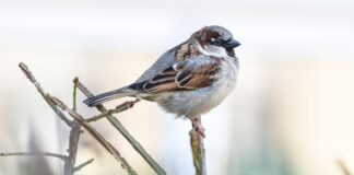 Vogelzählen im Winter: Weniger Haussperlinge in NRW Erfreuliche Nachrichten für den Nabu: In diesem Jahr haben wieder mehr Menschen beim Zählen der Vögel mitgemacht. (Archivbild)