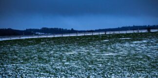 Schnelle Schneeschmelze lässt Pegelstände steigen Selbst in der Eifel sind Wiesen nur noch leicht mit Schnee bedeckt.
