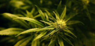 Geplante Entführung deckt Drogen-Plantagen in NRW auf Der Drogen-Bande wird vorgeworfen, mehrere große Cannabis-Plantagen im Land betrieben zu haben.