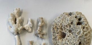 Steinkoralle groß wie Honigmelone in Koffer entdeckt Eine große Steinkoralle und weitere Korallenteile haben Zollbeamte in einem Koffer am Flughafen Köln/Bonn entdeckt.