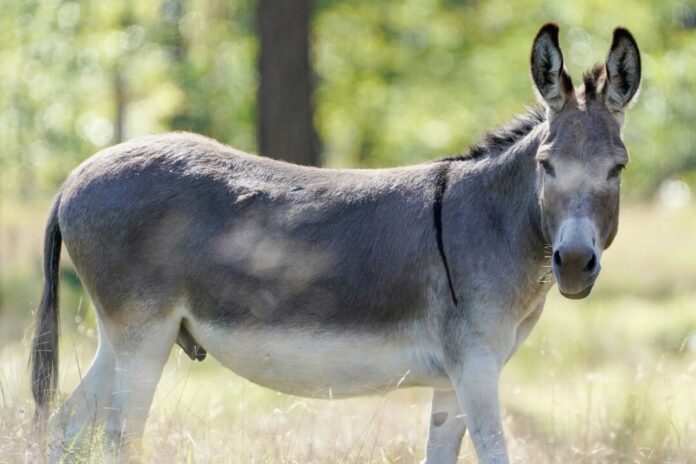 Esel im Einsatz für den Artenschutz Nach einem Unfall in der Neujahrsnacht sind in der Nähe von Ratingen zwei Esel gestorben. (Symbolbild)
