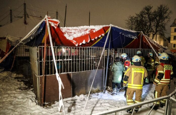 Zirkuszelt bricht unter Schneelast zusammen Alle Tiere konnten unverletzt aus dem Zelt gerettet werden.