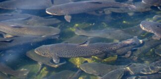 20 Tonnen Fisch durch verunreinigtes Wasser verendet In Mechernich sind 20 Tonnen Forellen durch verunreinigtes Wasser umgekommen (Archivbild).