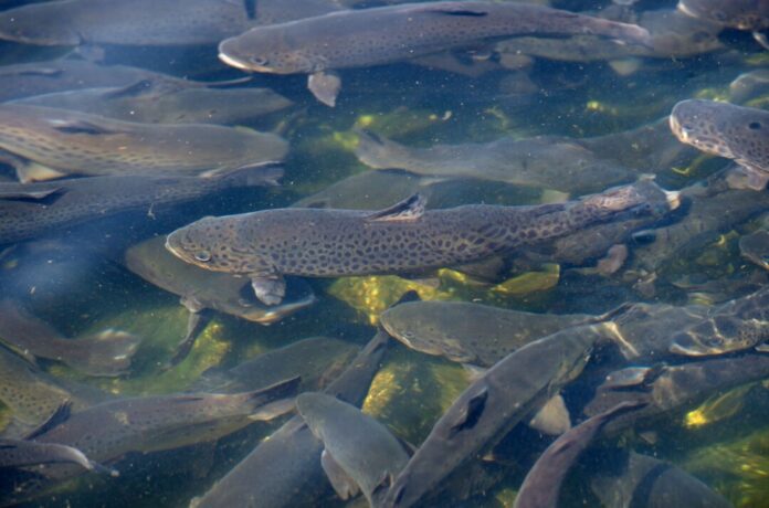 Fische In Mechernich sind 20 Tonnen Forellen durch verunreinigtes Wasser umgekommen (Archivbild).