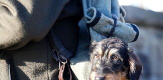 Jagdmesse lockt mit Hirschrufern, Jägerwissen und Neuheiten Vom Dackel bis zum Vorstehhund: 59 Jagdhunderassen werden in Dortmund präsentiert. (Symbolbild)