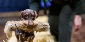 Jagdmesse lockt mit Hirschrufern, Jägerwissen und Neuheiten Vom Dackel bis zum Vorstehhund: Auf der Messe tummeln sich täglich 1.300 Hunde.