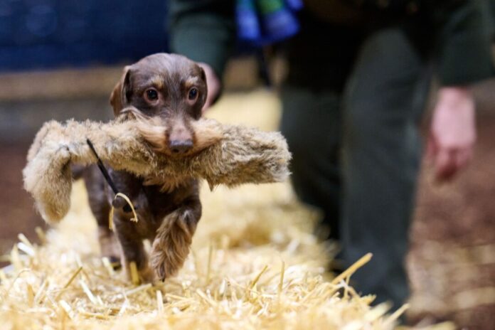 Presserundgang Messe "Jagd & Hund" Vom Dackel bis zum Vorstehhund: Auf der Messe tummeln sich täglich 1.300 Hunde.