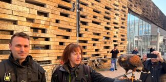 Übereifriger Bussard aus Steinmauer befreit Ein Wüstenbussard musste in Wuppertal aus einer Lücke einer Steinmauer befreit werden.