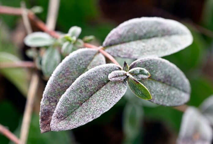 Wetter In NRW bleibt es kalt und frostig. (Archivbild)