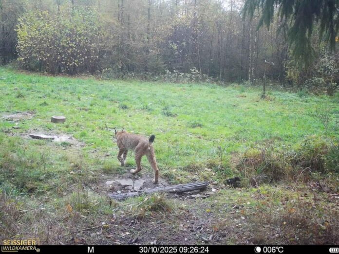 Luchs-Nachweis im Sauerland Der BUND NRW und die NRW-Stiftung planen die Wiederansiedlung des Luchses. Das Foto zeigt ein Wildtier, das von einer Wildkamera erfasst wurde.