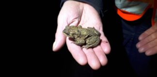 Im Verkehr aufpassen: Kröten und Frösche wandern in Ratingen Amphibien sind vermehrt unterwegs und überqueren dabei auch Straßen. Foto: NABU Ortsgruppe Ratingen/Heike Sendt