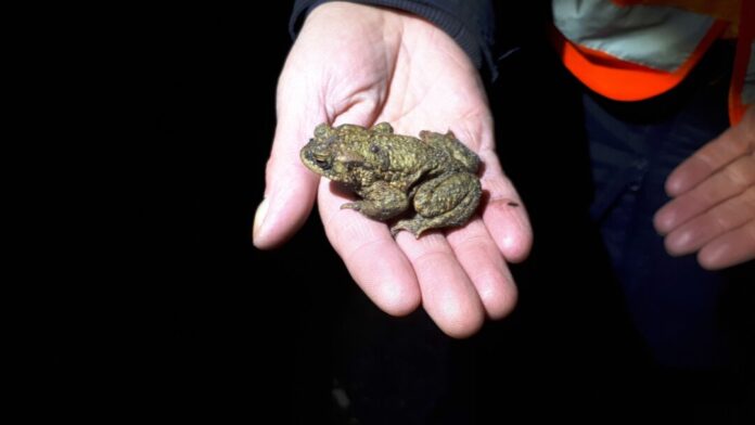 2026-02-18-Kröte_FotoNABU_Sendt Amphibien sind vermehrt unterwegs und überqueren dabei auch Straßen. Foto: NABU Ortsgruppe Ratingen/Heike Sendt