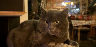 In Wülfrath über Nachbars Gartenzaun gesprungen: Wo ist Kater Gustavo? Jutta Braun sucht ihren Kater Gustavo. Foto: privat