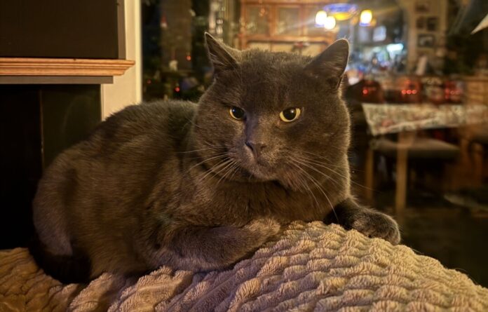 Jutta Braun sucht ihren Kater Gustavo. Foto: privat Jutta Braun sucht ihren Kater Gustavo. Foto: privat